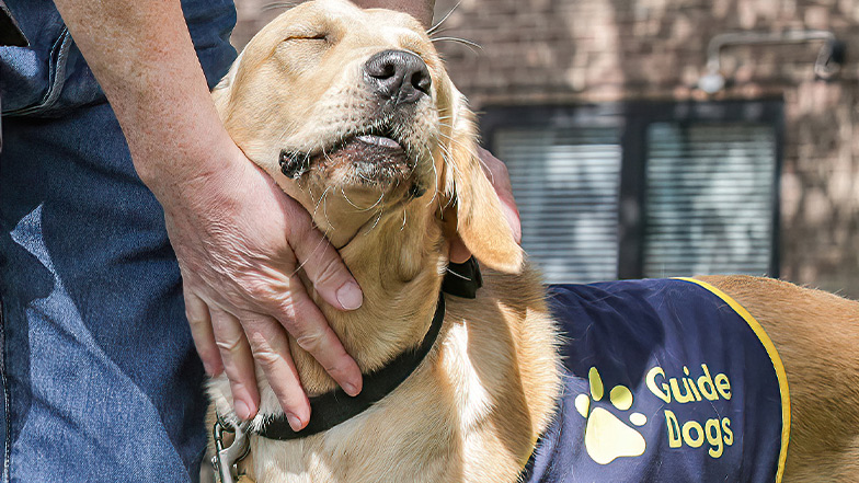 Guide Dogs Banner
